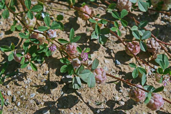 Trifolium tomentosum, Erba bozzolina, Trifoglio tomentoso, Trevulleddu bumbosu