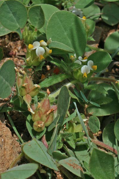 Tripodion tetraphyllum, Vulneraria annuale, Assudda burda