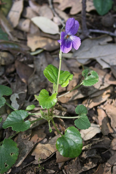 Viola alba subsp. dehnhardtii, Viola di Dehnhardt, V. a foglie scure, Friobas