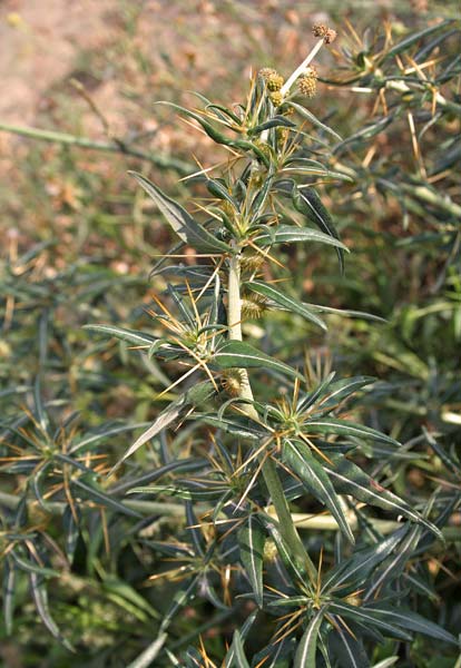 Xanthium spinosum, Nappola spinosa, Spino d'asino, Appodda-appodda, Cuscusoni spinosu