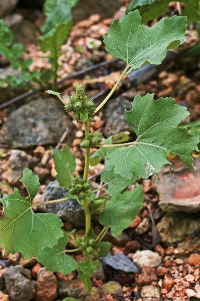 Xanthium strumarium, Nappola minore, Cuscusoni