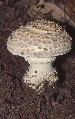 Amanita echinocephala