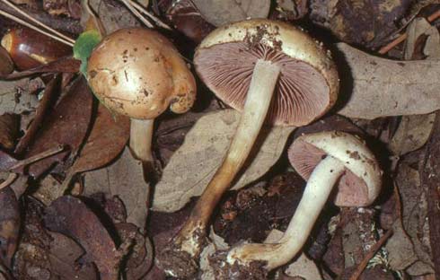 Hebeloma sarcophyllum