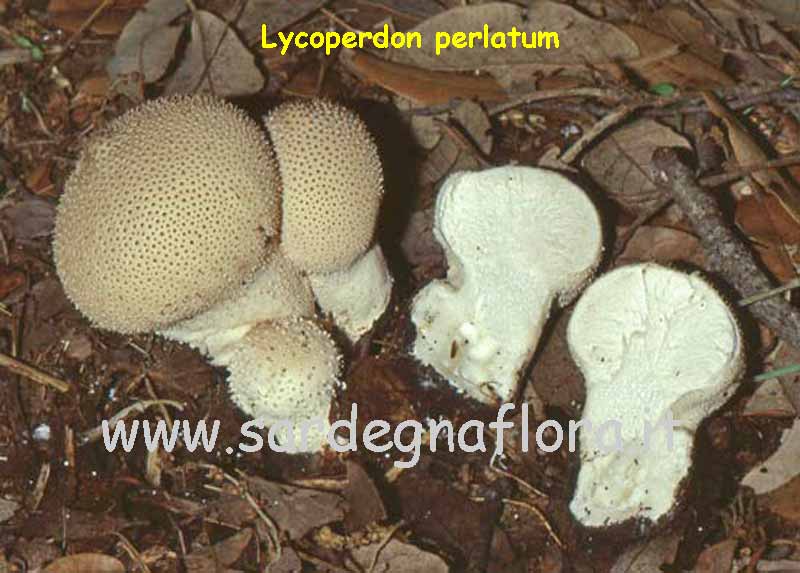 imenoforo Lycoperdon (gleba)