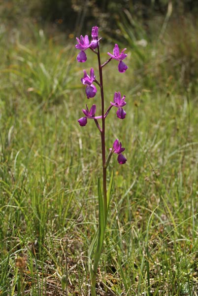 Anacamptis laxiflora, Orchis laxiflora, Orchide acquatica, Galletti, Orchidea aresti