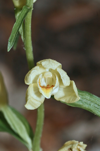 Cephalanthera damasonium, Cefalantera bianca