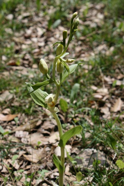 Cephalanthera damasonium, Cefalantera bianca
