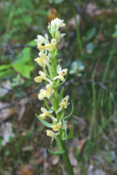 Dactylorhiza insularis, Orchidea isolana, Orchidea sarda