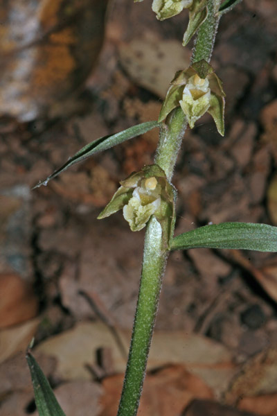 Epipactis microphylla, Elleborine minore, Orchidea aresti