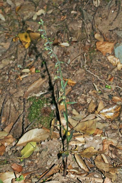 Epipactis microphylla, Elleborine minore, Orchidea aresti