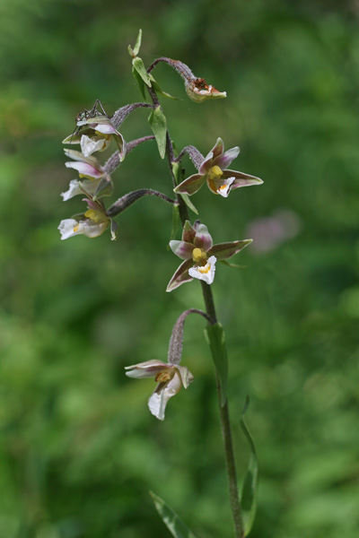 Epipactis palustris, Elleborina palustre, Elleborine palustre, Orchidea aresti