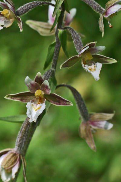 Epipactis palustris, Elleborina palustre, Elleborine palustre, Orchidea aresti