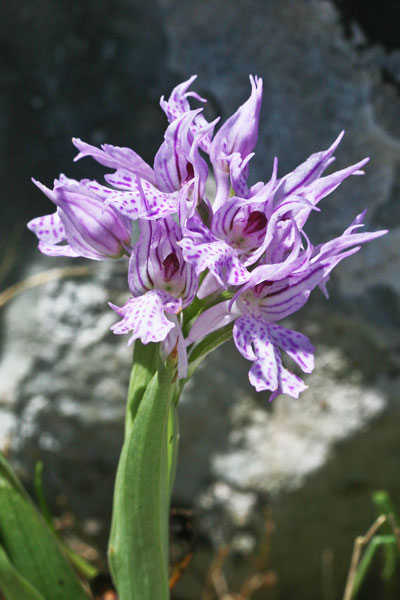 Neotinea tridentata, Orchidea screziata, Orchide screziata, Orchidea aresti, Orchidea burda