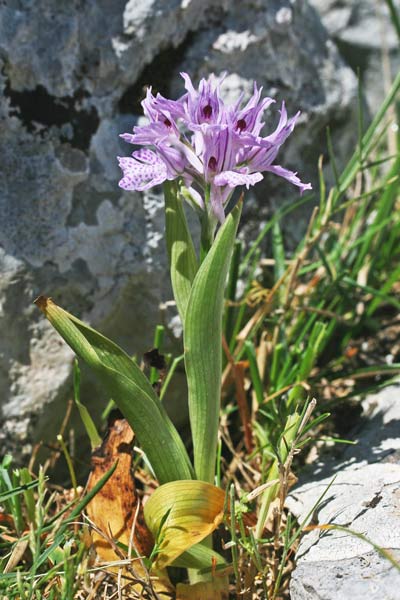 Neotinea tridentata, Orchidea screziata, Orchide screziata, Orchidea aresti, Orchidea burda