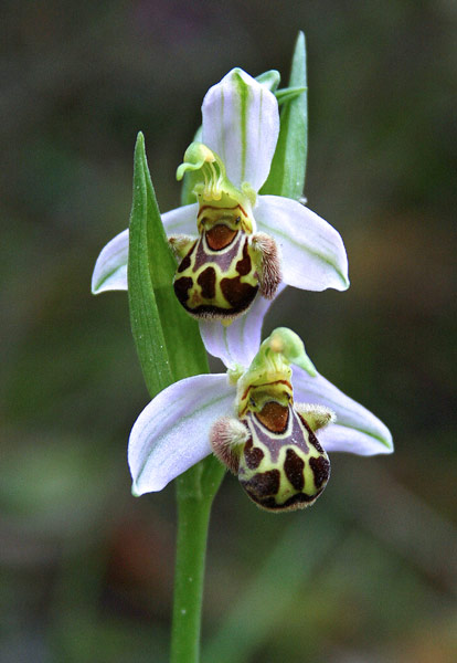 Ophrys apifera, Ofride ape, Vesparia, Apiscedda