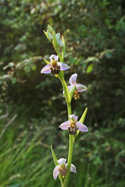 Ophrys apifera, Ofride ape, Vesparia, Apiscedda