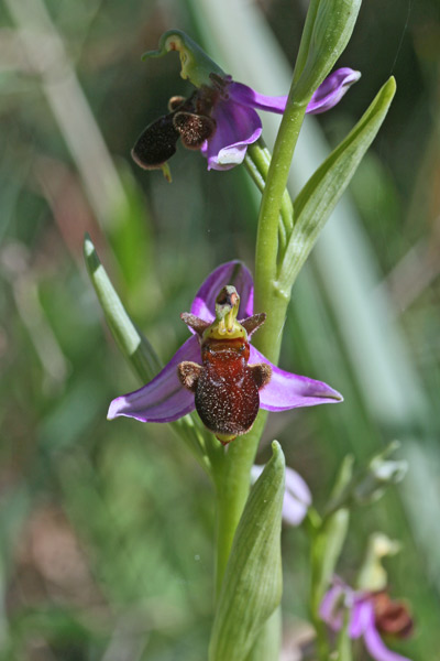 Ophrys apifera var. fulvofusca, Ofride ape fulva, Apiscedda