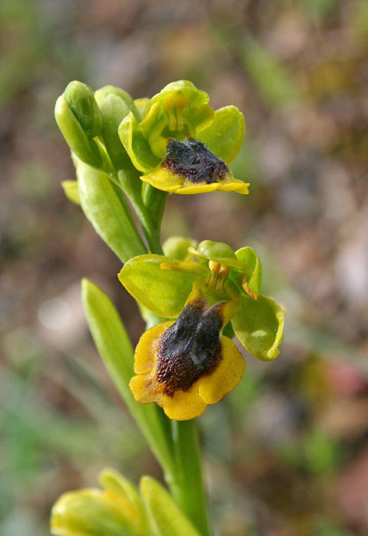 Ophrys corsica, Ofride della Corsica, Mumuseddus, Musconi