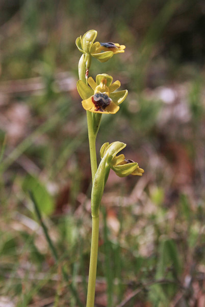 Ophrys corsica, Ofride della Corsica, Mumuseddus, Musconi