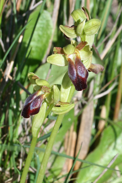 Ophrys funerea, Ofride funerea