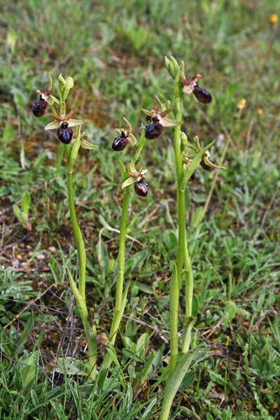 Ophrys incubacea, Ofride verde bruna