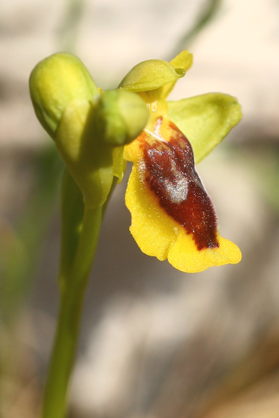 Ophrys lepida, Ofride graziosa