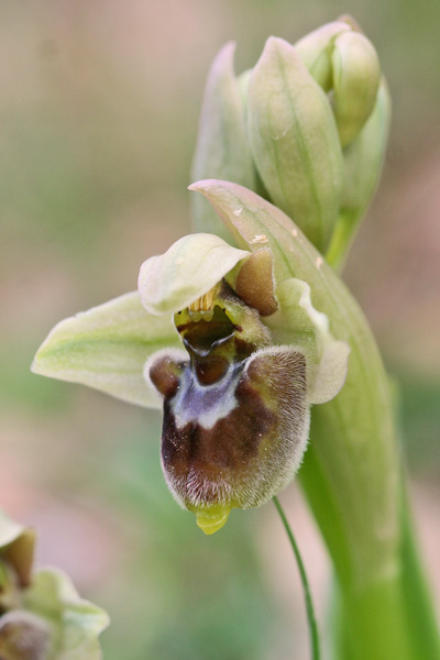 Ophrys x sommieri (Ophrys bombyliflora x tenthredinifera)