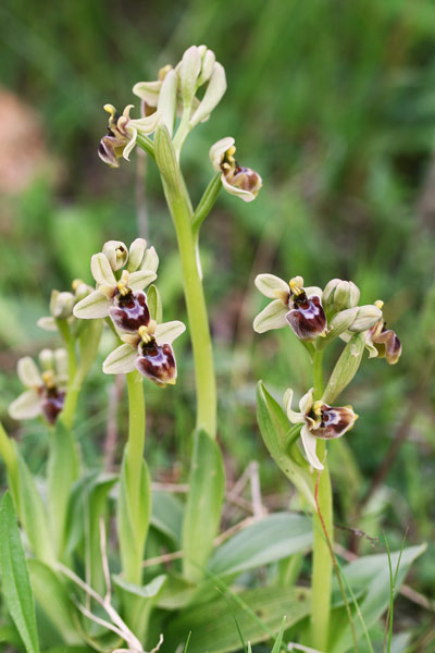 Ophrys x sommieri (Ophrys bombyliflora x tenthredinifera)